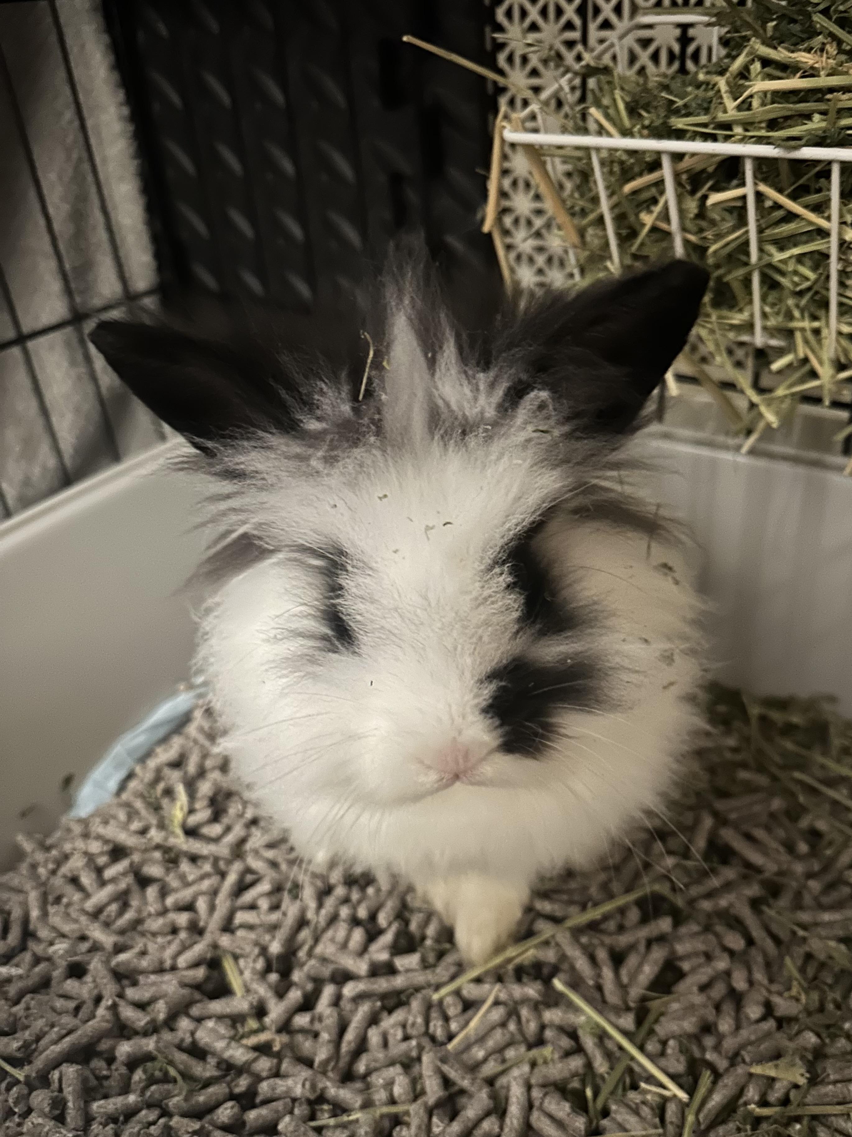 Enlarge Manchas, a Adoptable Lionhead in Philadelphia, PA image 3/3
