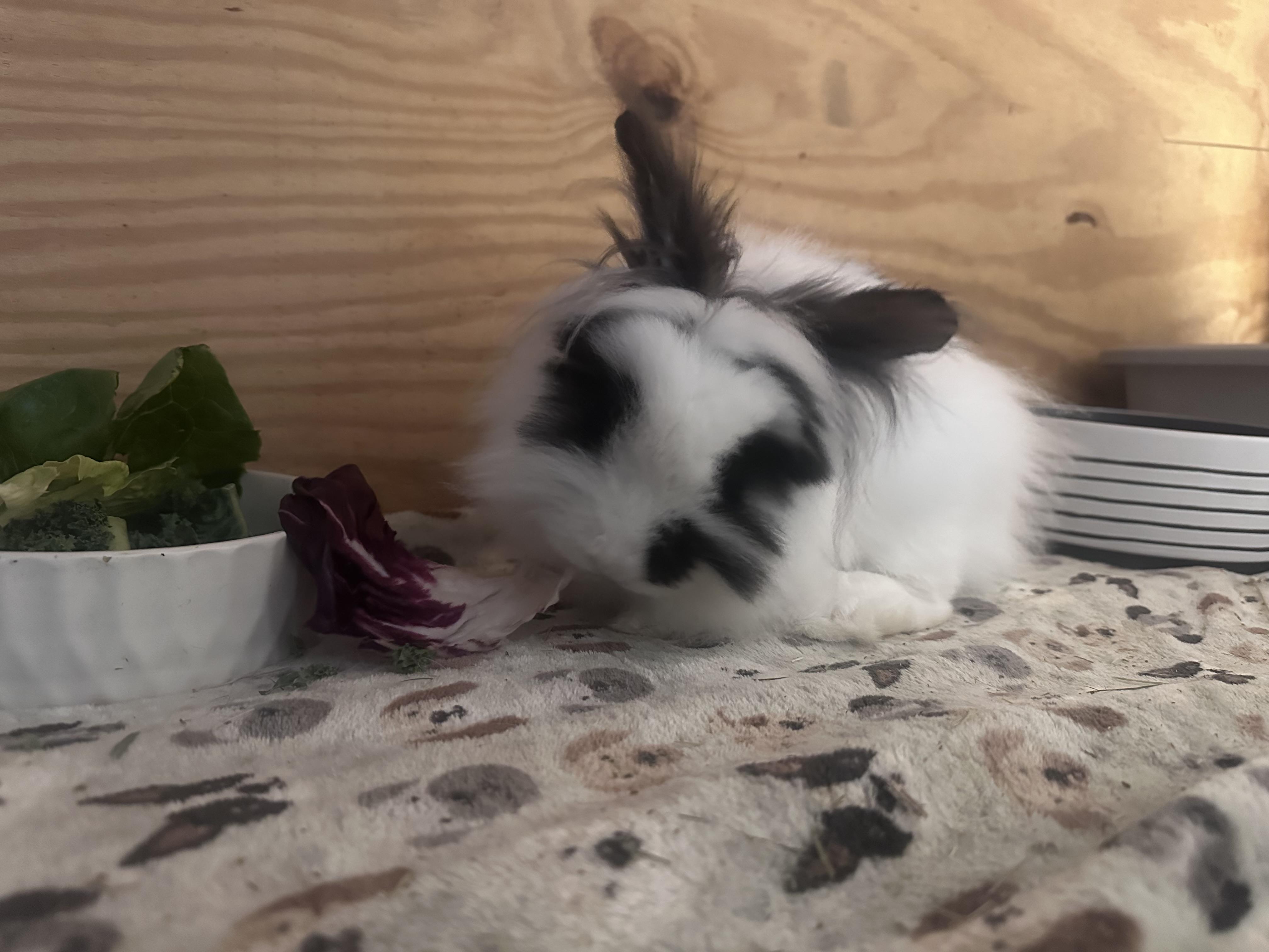 Enlarge Manchas, a Adoptable Lionhead in Philadelphia, PA image 2/3