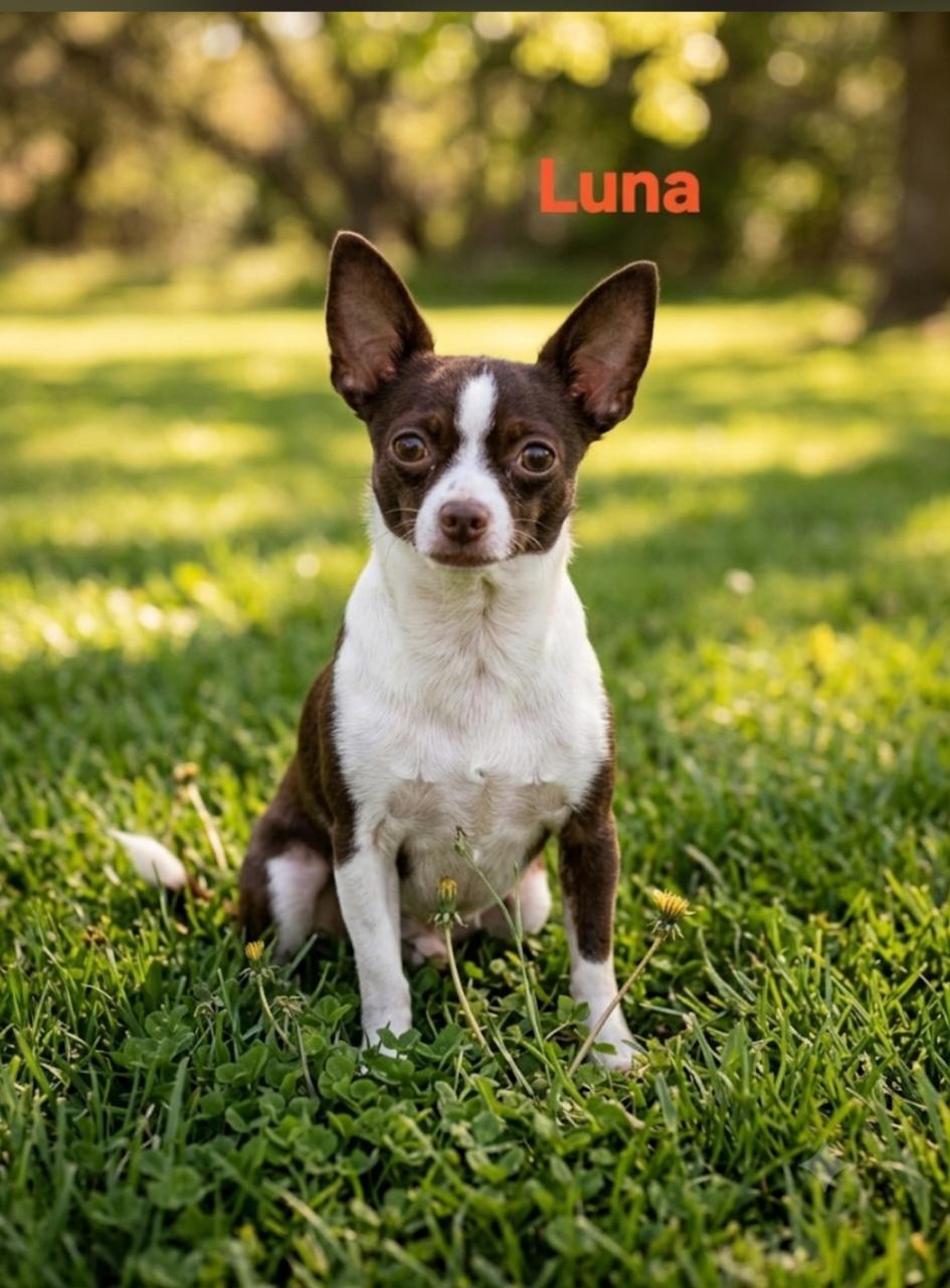 Luna, Adoptable, Young Female Chihuahua.