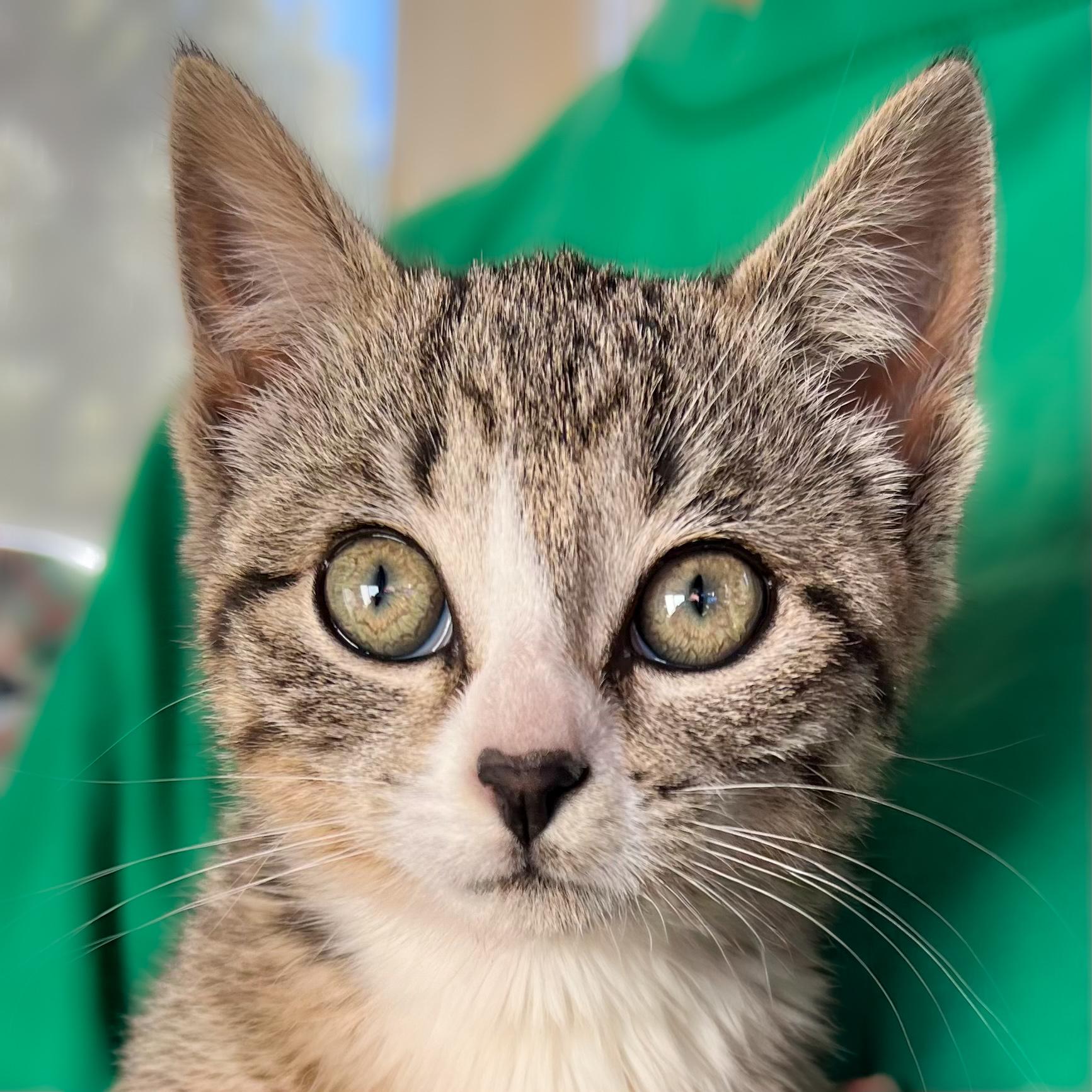 Enlarge Boggle, a Adopted mixed breed in Santa Fe, NM image 1/2