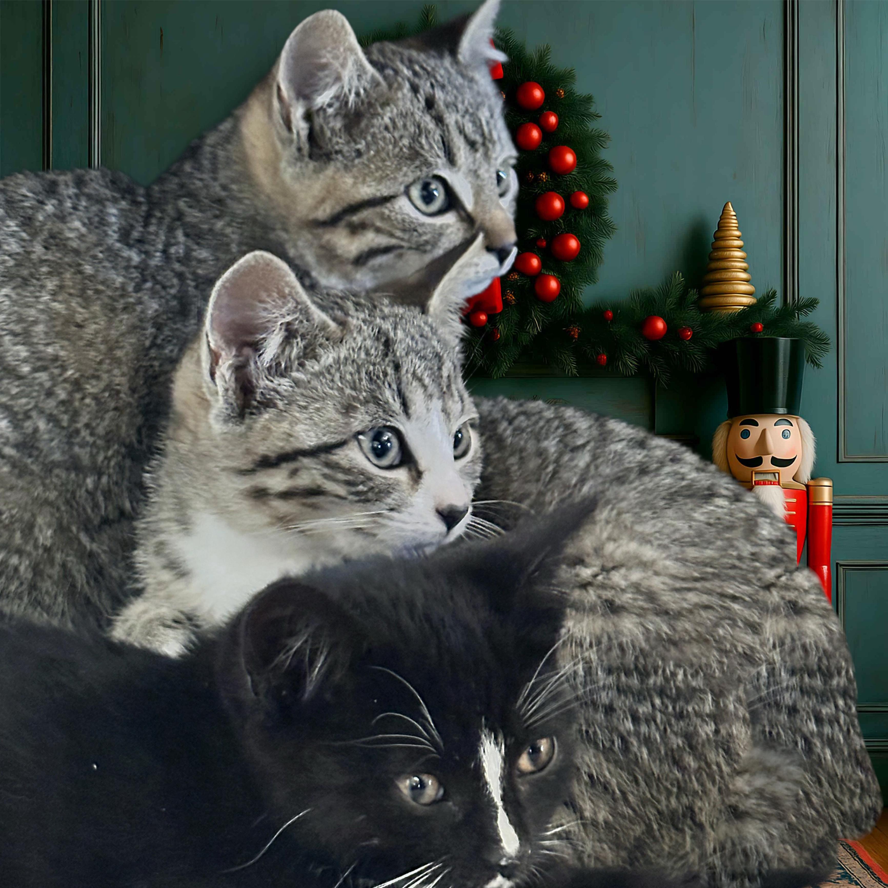 Enlarge Boggle, a Adopted mixed breed in Santa Fe, NM image 2/2