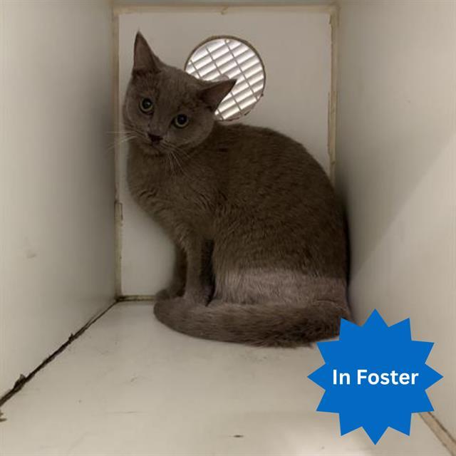 CASSIE, Adoptable, Young Female Domestic Short Hair.
