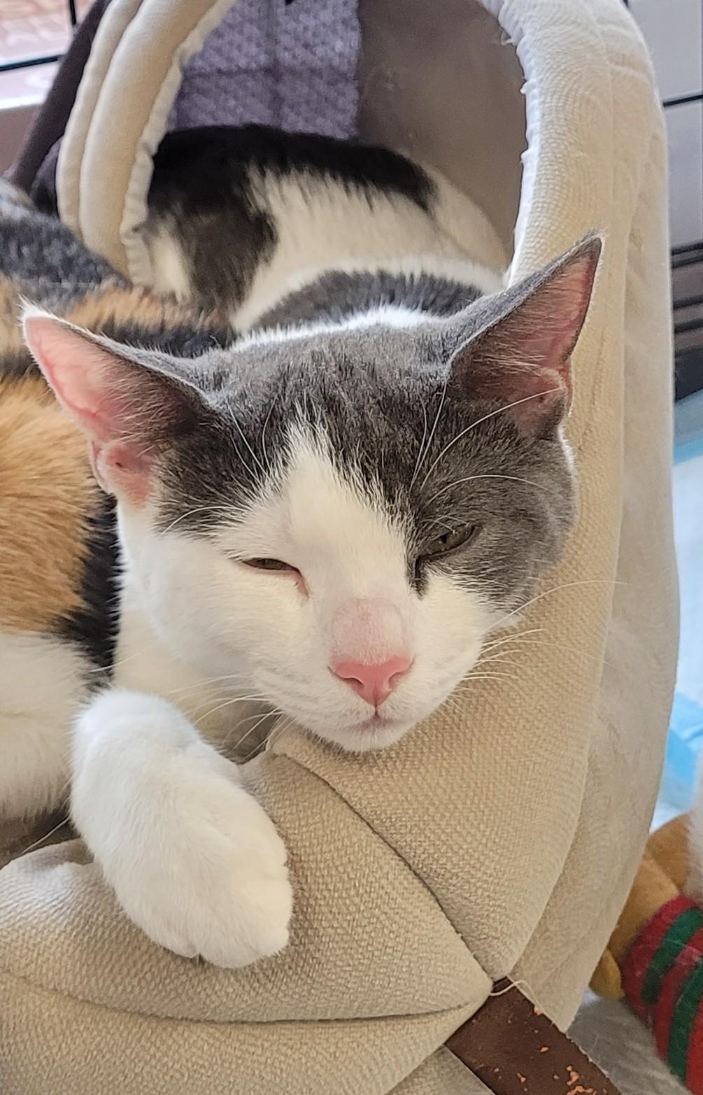 Katerina  (f) Grey &white 5mths old