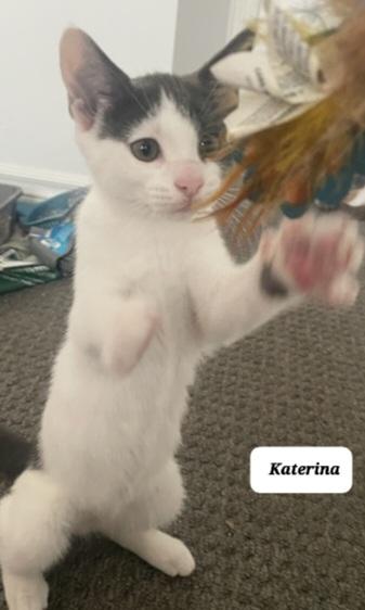 Katerina  (f) Grey &white 5mths old