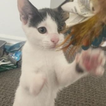 Enlarge Katerina  (f) Grey &white 7mths old, a Adoptable Domestic Short Hair in Ottawa, ON image 5/5