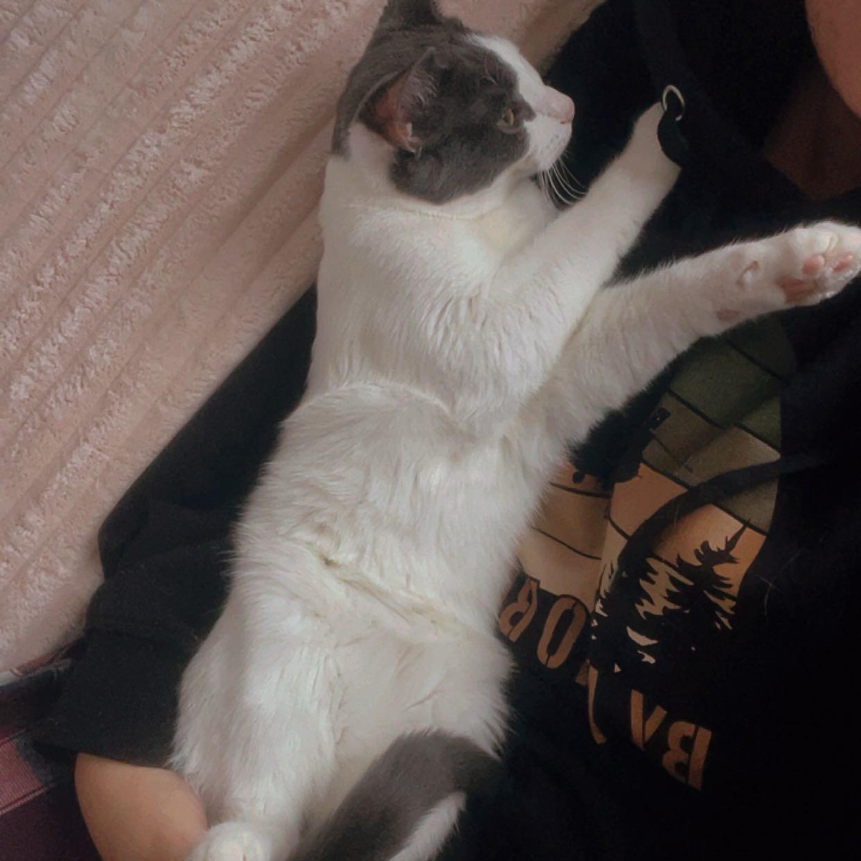 Enlarge Katerina  (f) Grey &white 7mths old, a Adoptable Domestic Short Hair in Ottawa, ON image 4/5