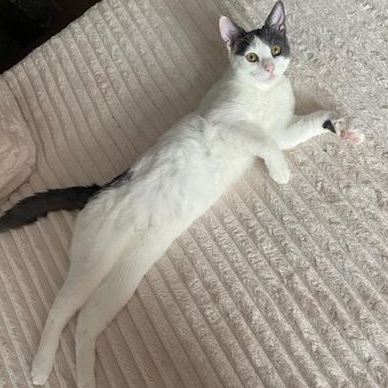 Enlarge Katerina  (f) Grey &white 7mths old, a Adoptable Domestic Short Hair in Ottawa, ON image 2/5