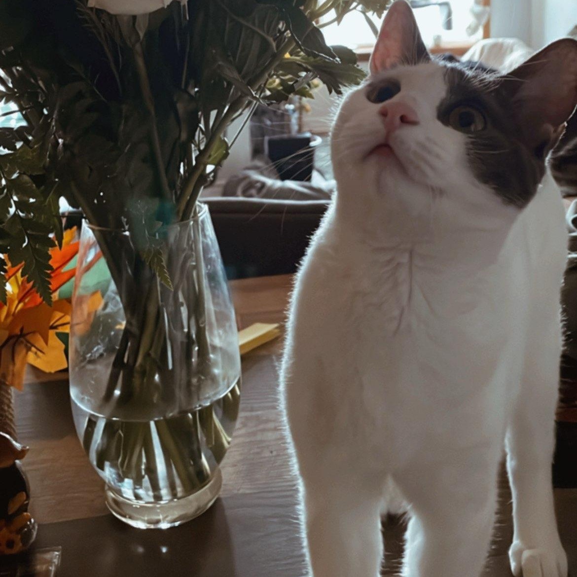 Enlarge Katerina  (f) Grey &white 7mths old, a Adoptable Domestic Short Hair in Ottawa, ON image 3/5