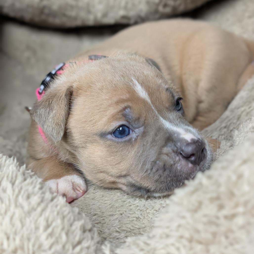 Enlarge Frappuccino 28288, a Adoptable Mixed Breed in Middleburg, FL image 1/3