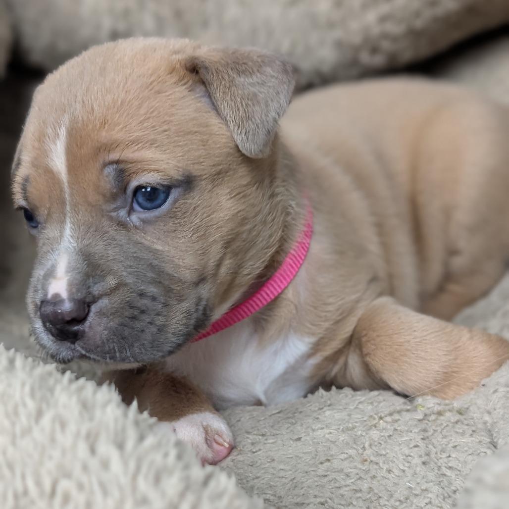 Enlarge Frappuccino 28288, a Adoptable Mixed Breed in Middleburg, FL image 2/3