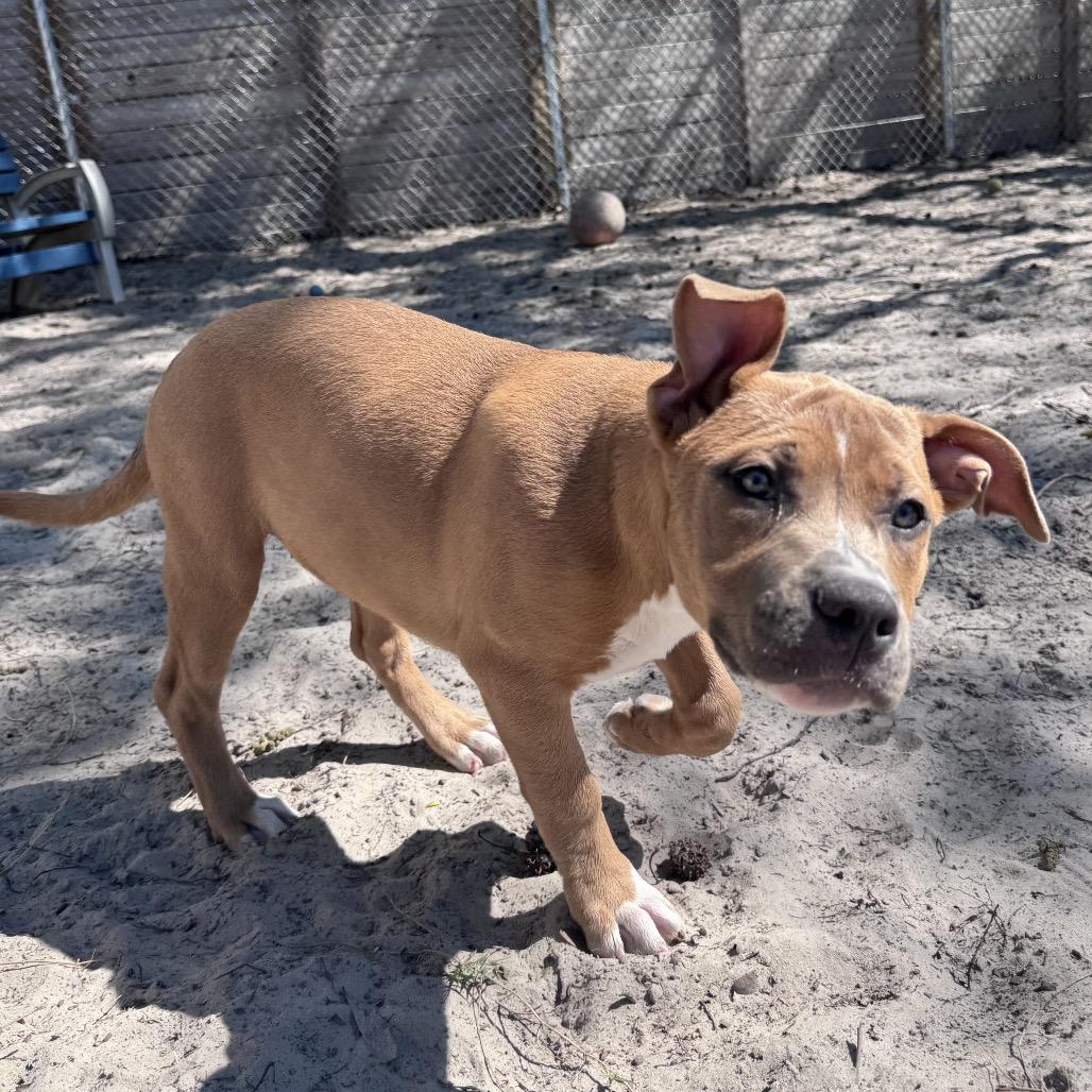 Enlarge Frappuccino 28288, a Adoptable Mixed Breed in Middleburg, FL image 3/3