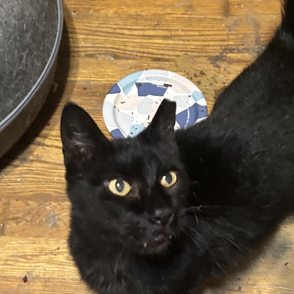 Phantom, Adoptable, Senior Male Domestic Short Hair.