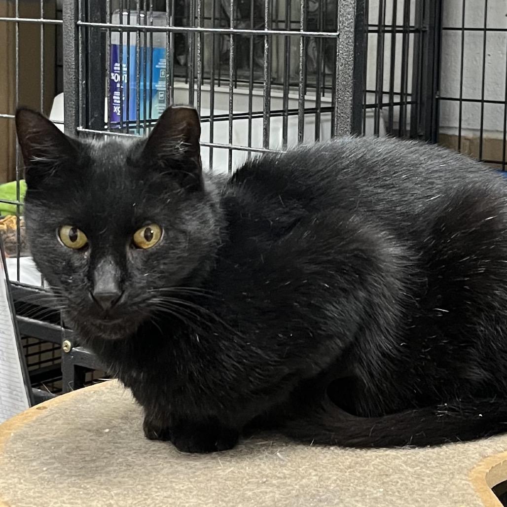 Enlarge Phantom, a Adoptable Domestic Short Hair in Irwin, PA image 2/2