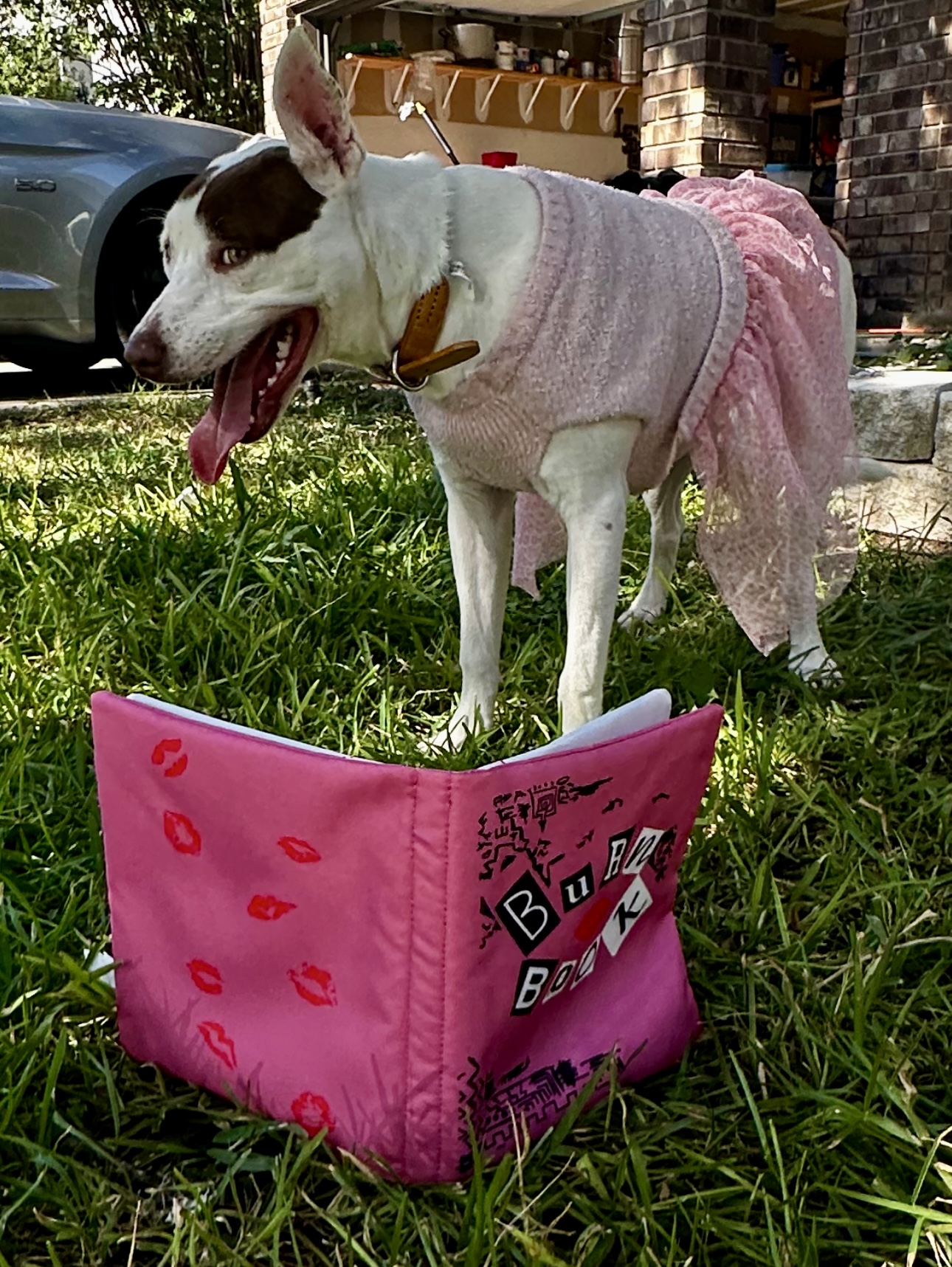 Hope, Adopted, Young Female Pit Bull Terrier.