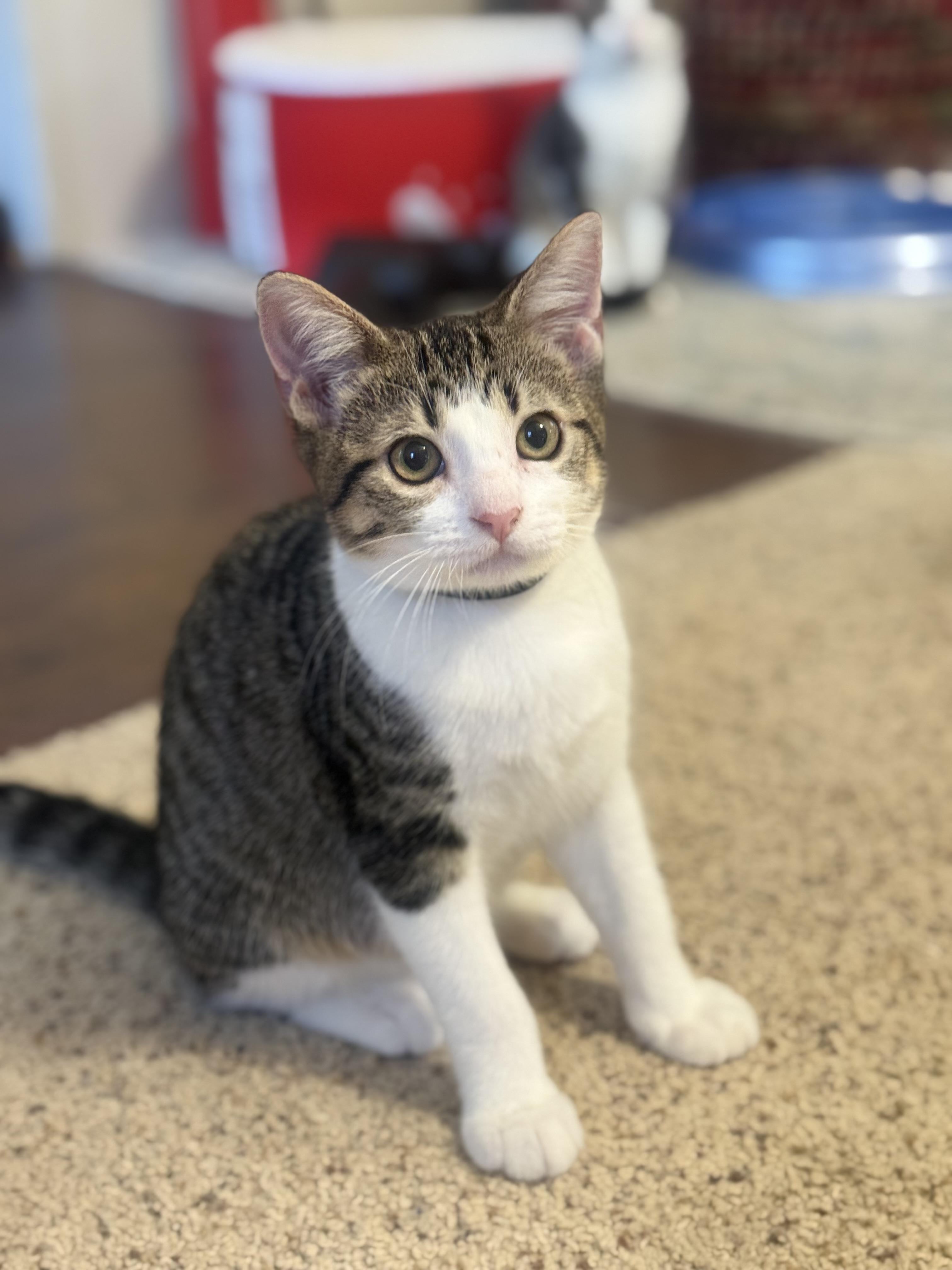 Stogie, ADOPTABLE, Kitten Male Domestic Short Hair.