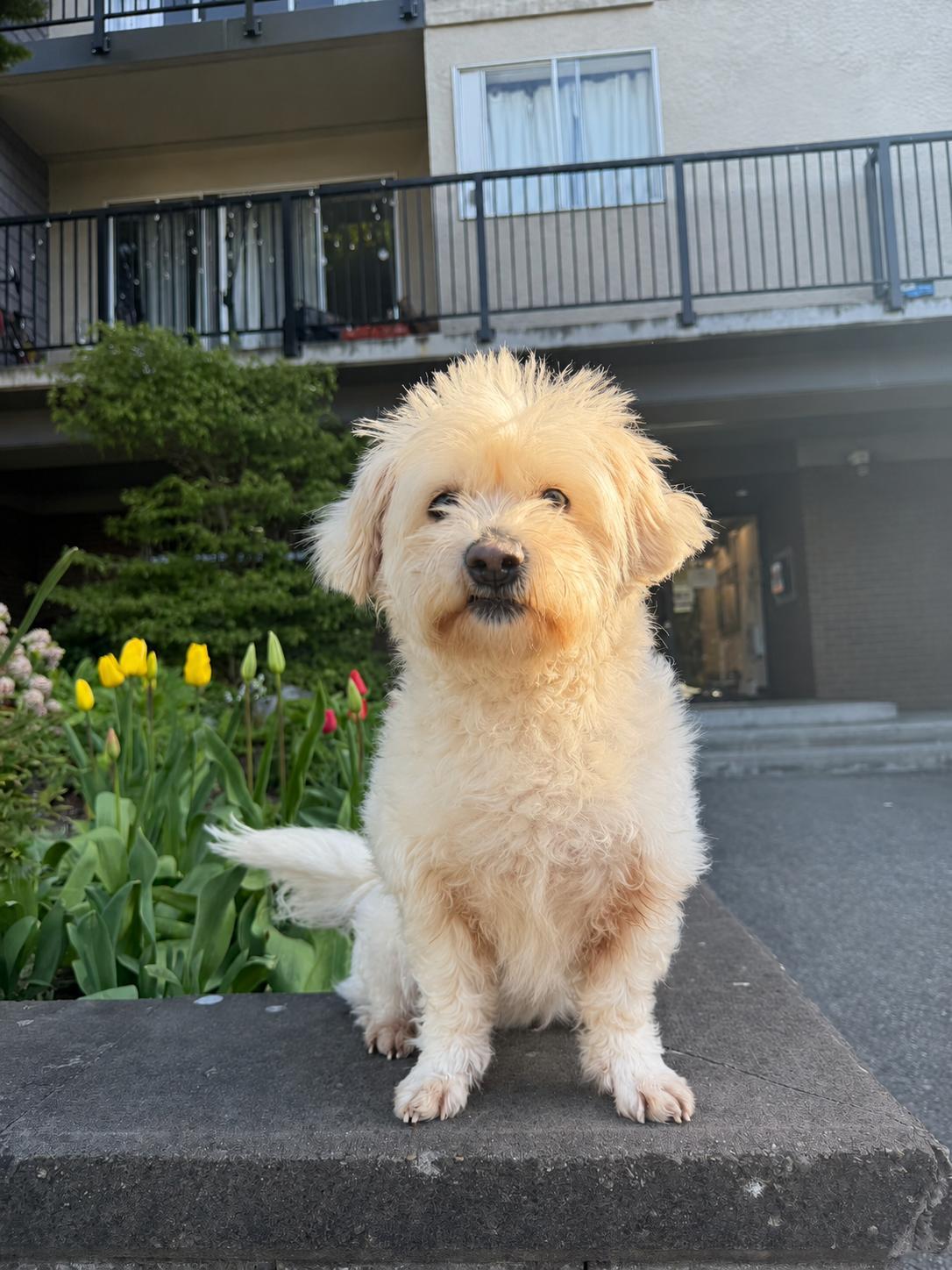 Angie, a ADOPTABLE mixed breed in North Vancouver , BC image 4/5