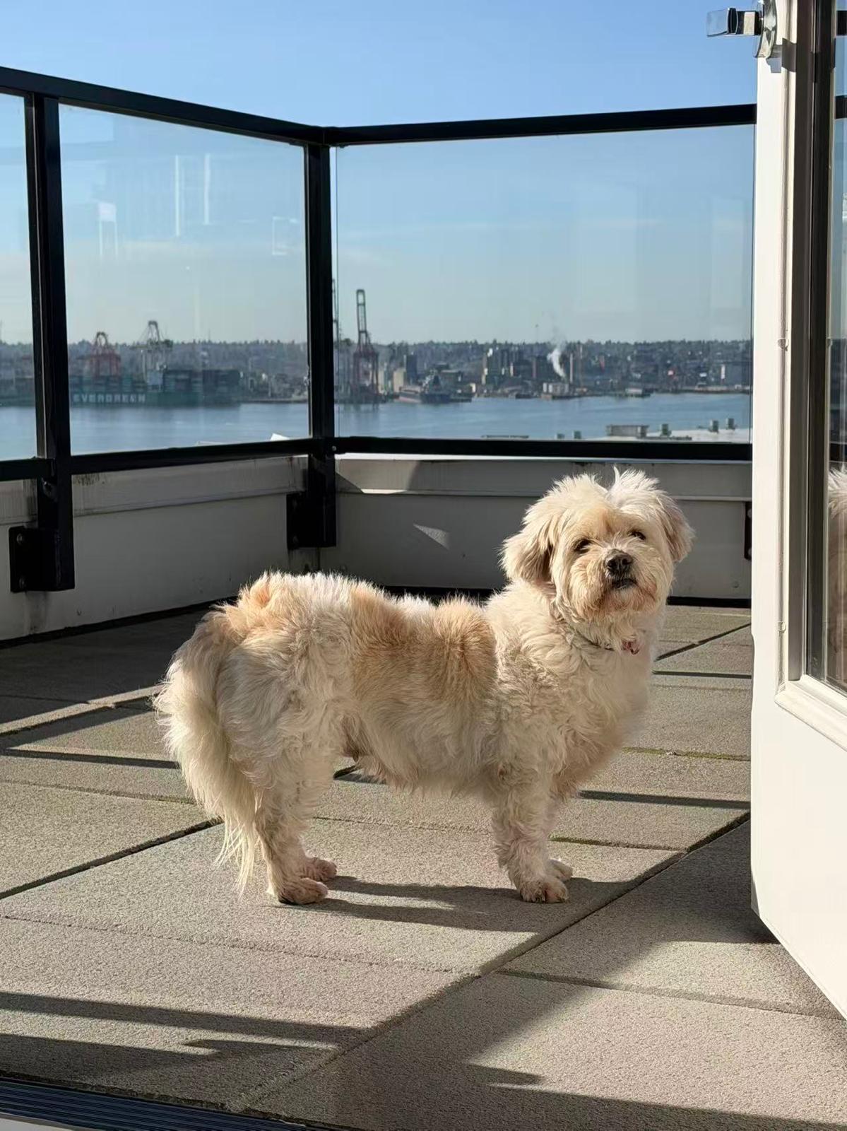 Angie, a ADOPTABLE mixed breed in North Vancouver , BC image 2/5