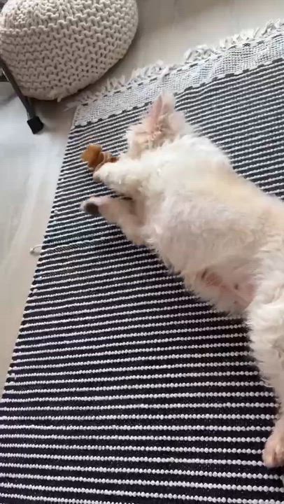 Enlarge Angie, a ADOPTABLE mixed breed in North Vancouver , BC video 3/5