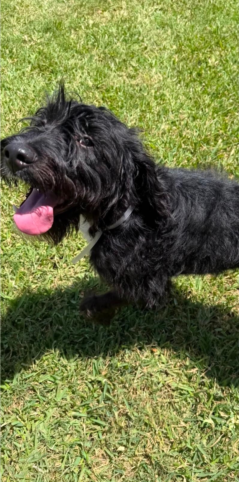 Enlarge Kennedy, a Adoptable Labradoodle in New Paltz, NY image 4/4