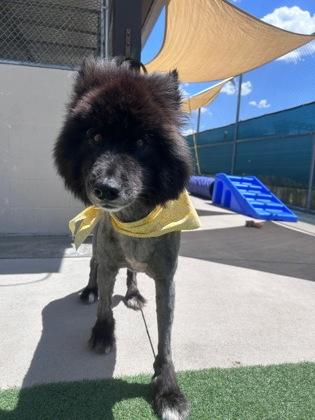 Bear, ADOPTABLE, Adult Male Alaskan Malamute & Shepherd.