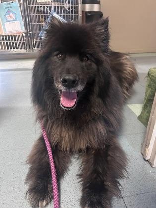 Bear, a ADOPTABLE mixed breed in Steamboat Springs, CO image 3/3
