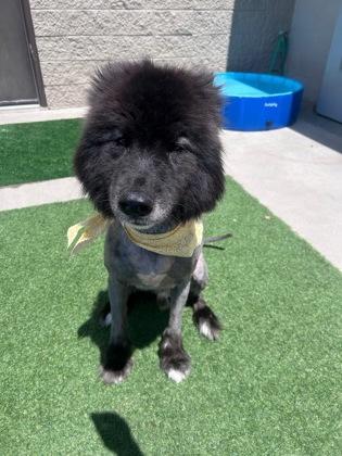 Bear, a ADOPTABLE mixed breed in Steamboat Springs, CO image 2/3