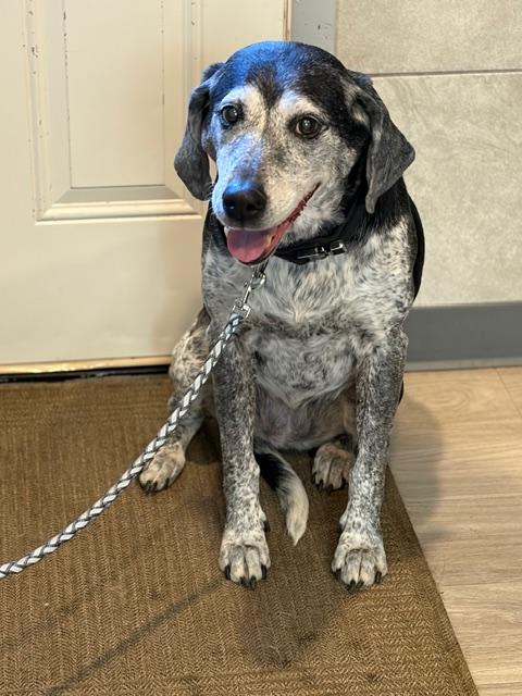 Enlarge Oreo & Rocky (pitbull), a ADOPTABLE Bluetick Coonhound in Hummelstown, PA image 1/4