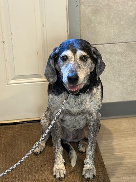 Enlarge Oreo & Rocky (pitbull), a ADOPTABLE Bluetick Coonhound in Hummelstown, PA image 4/4