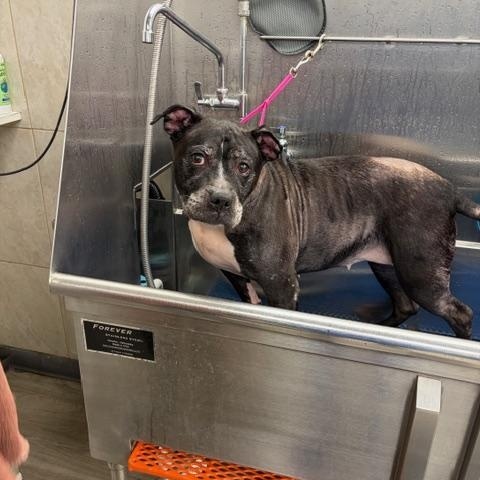 Enlarge Oreo & Rocky (pitbull), a ADOPTABLE Bluetick Coonhound in Hummelstown, PA image 2/4