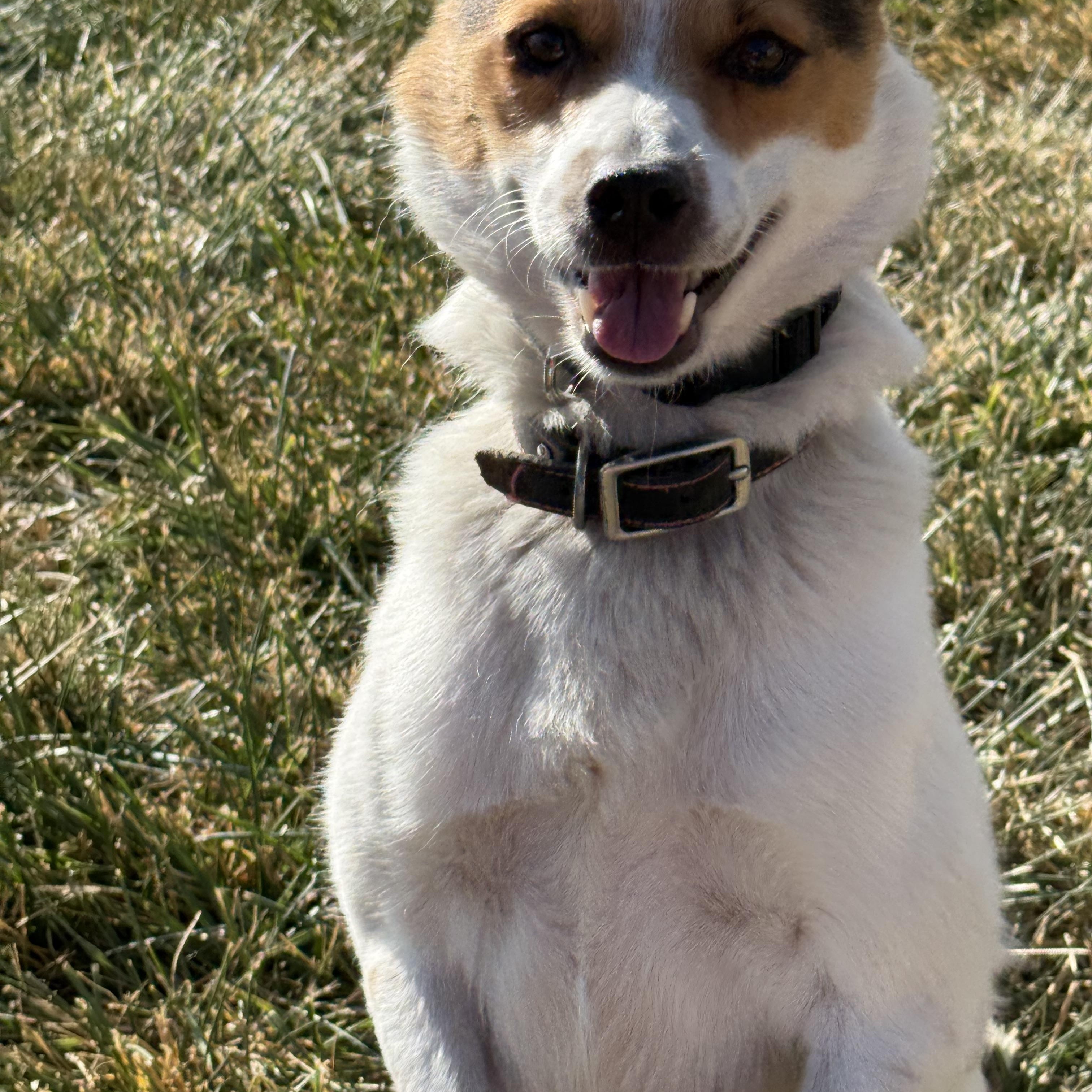 Enlarge Maggie, a Adoptable Lancashire Heeler in West Valley, UT image 3/4