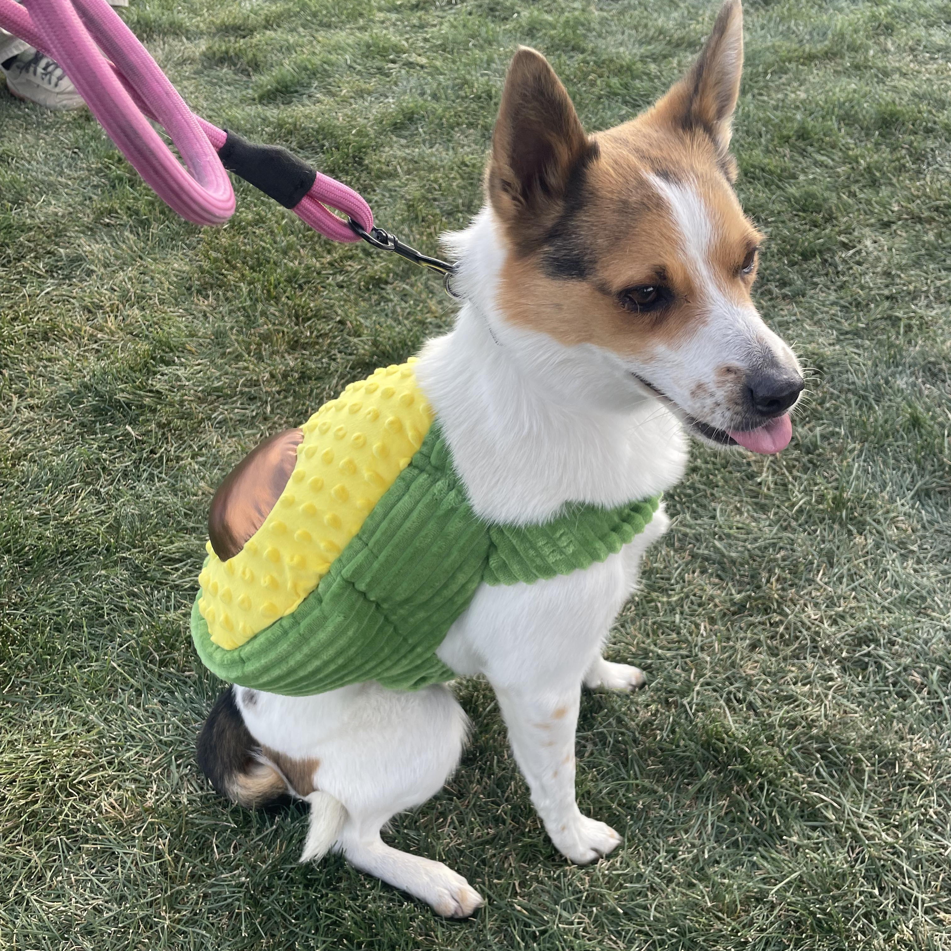 Maggie, Adoptable, Adult Female Lancashire Heeler.