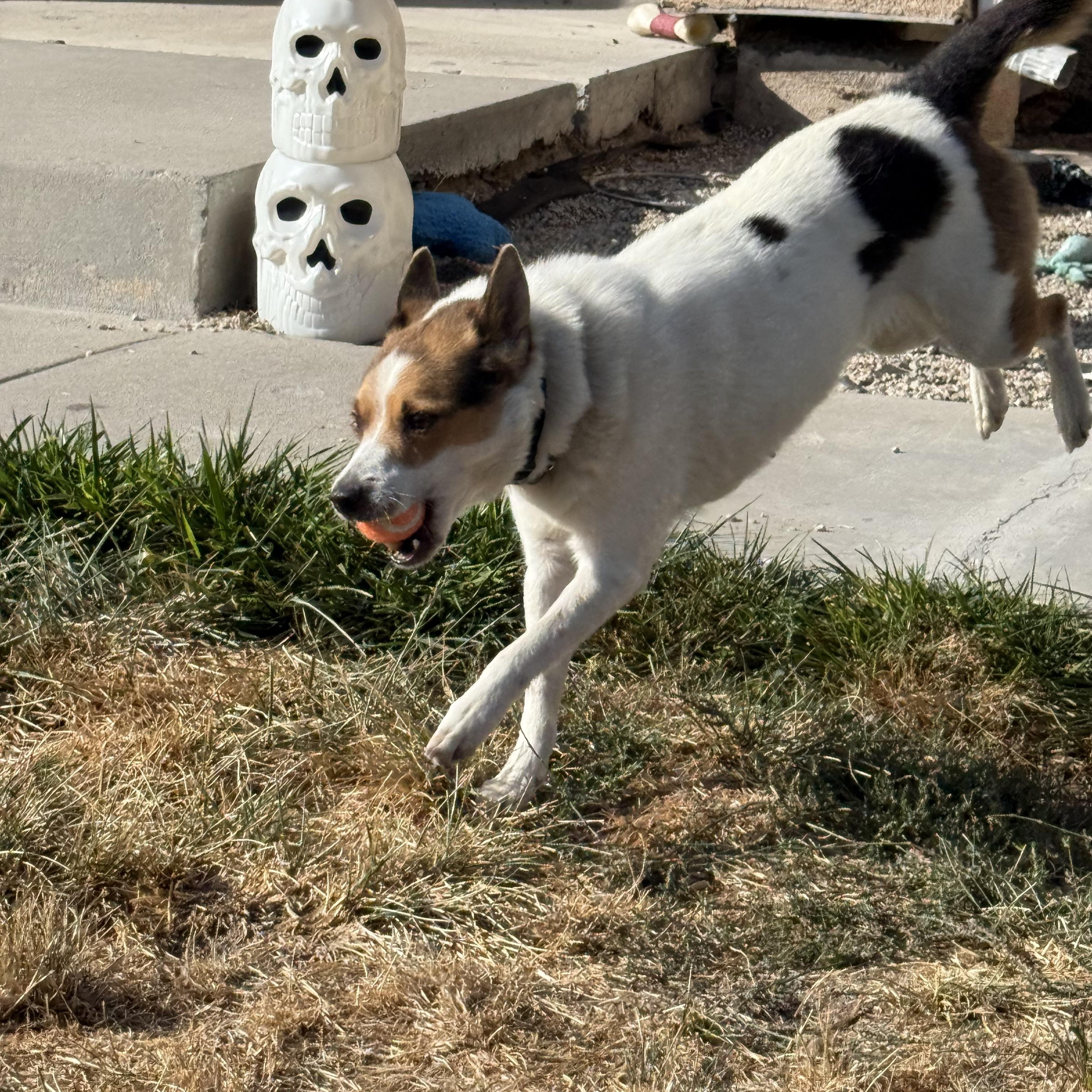 Maggie, Adoptable, Adult Female Lancashire Heeler.
