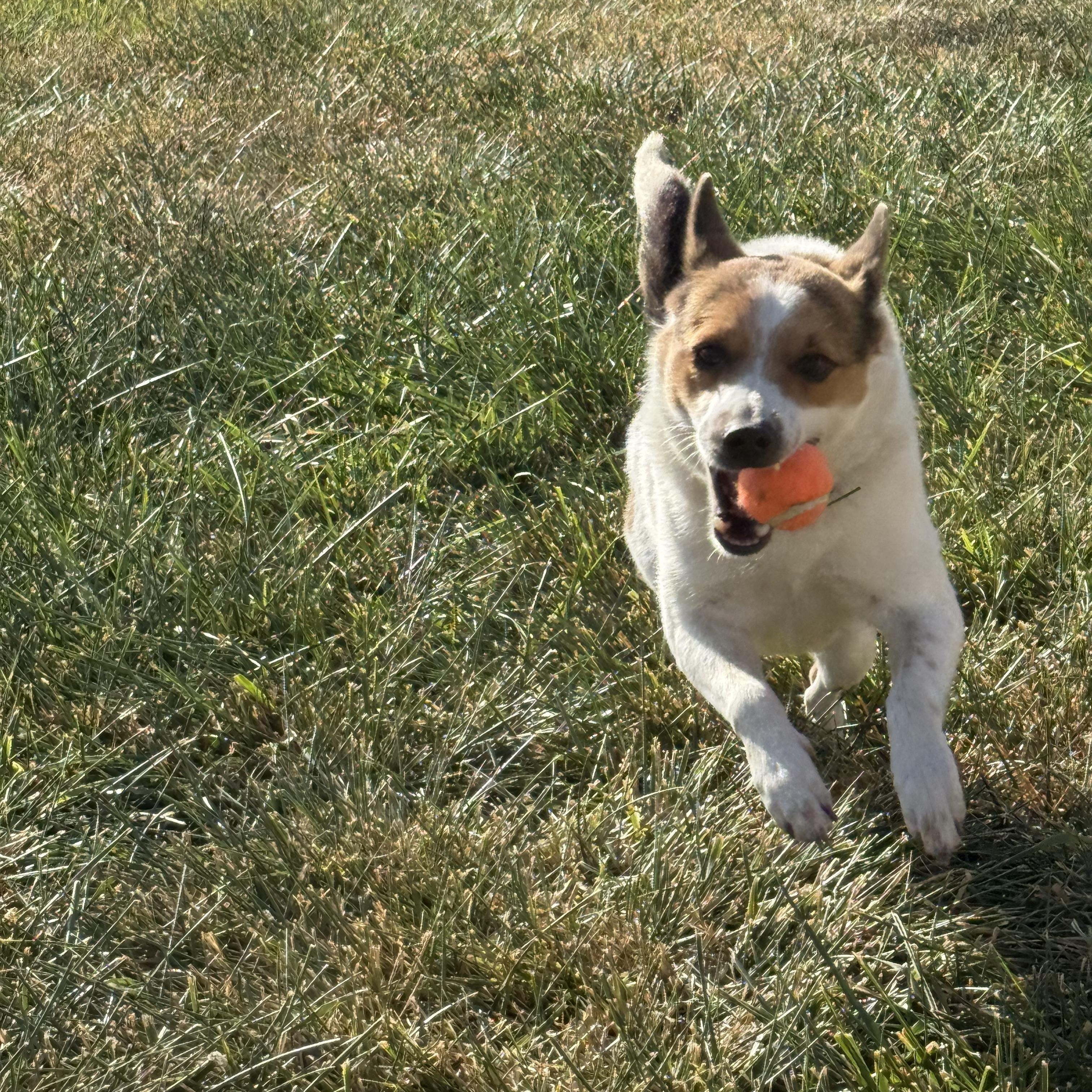 Enlarge Maggie, a Adoptable Lancashire Heeler in West Valley, UT image 1/4
