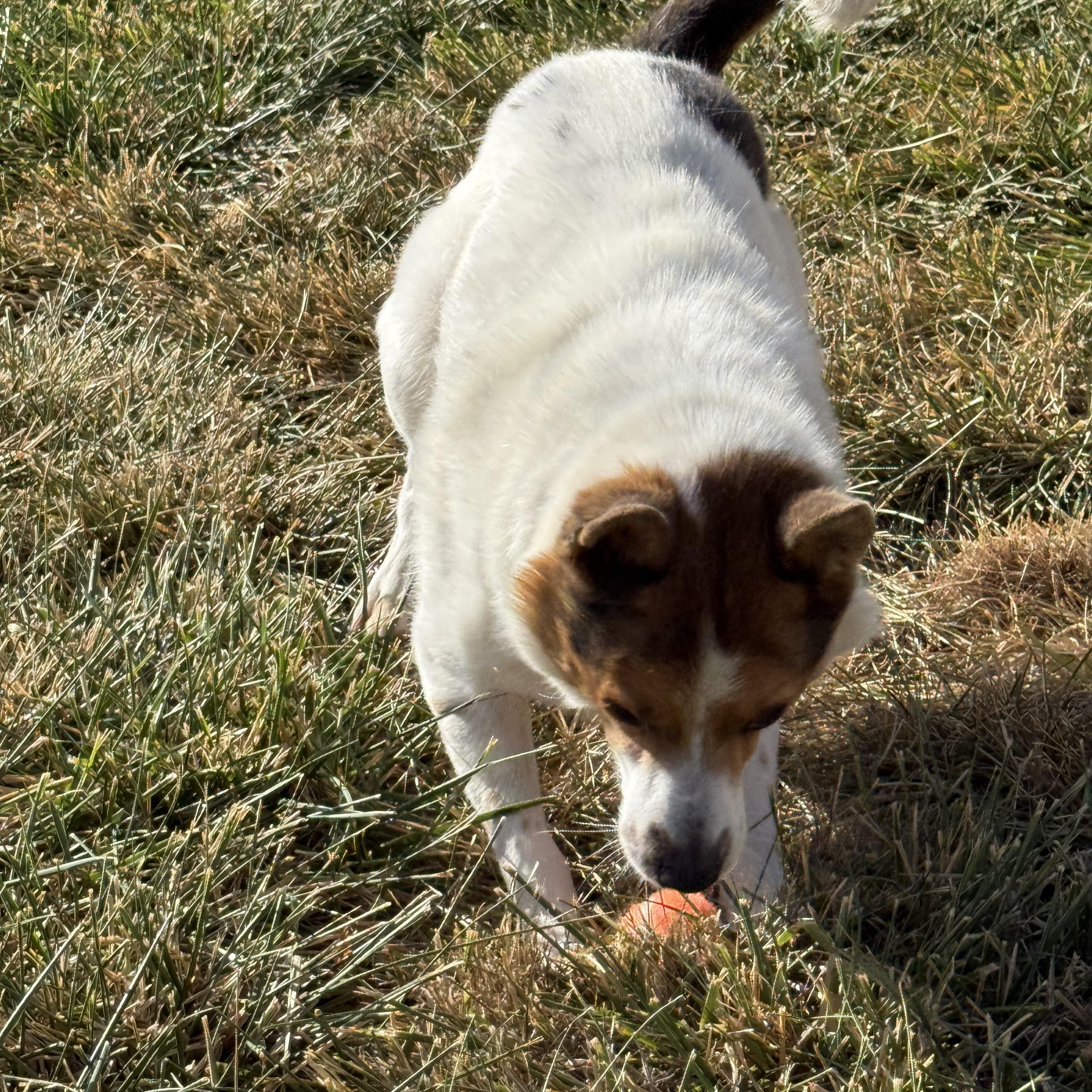 Enlarge Maggie, a Adoptable Lancashire Heeler in West Valley, UT image 5/5