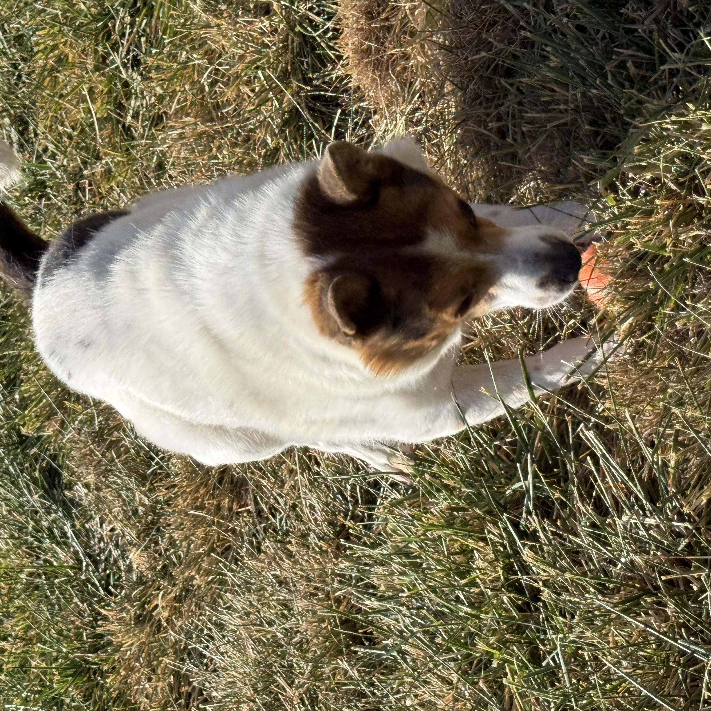 Enlarge Maggie, a Adoptable Lancashire Heeler in West Valley, UT image 4/4