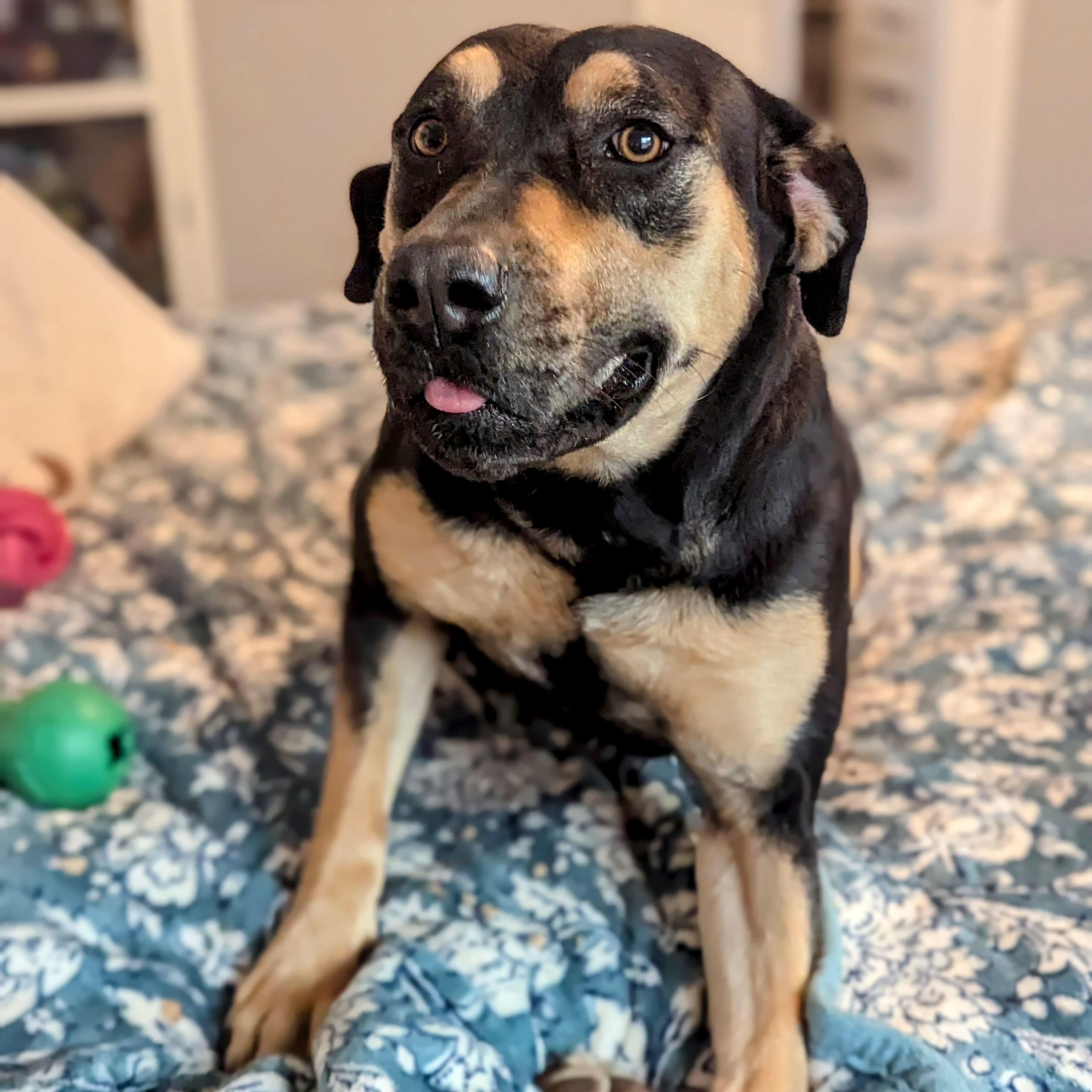 Bullmastiff Rottweiler Cross Alsatian Bullmastiff Rottweiler