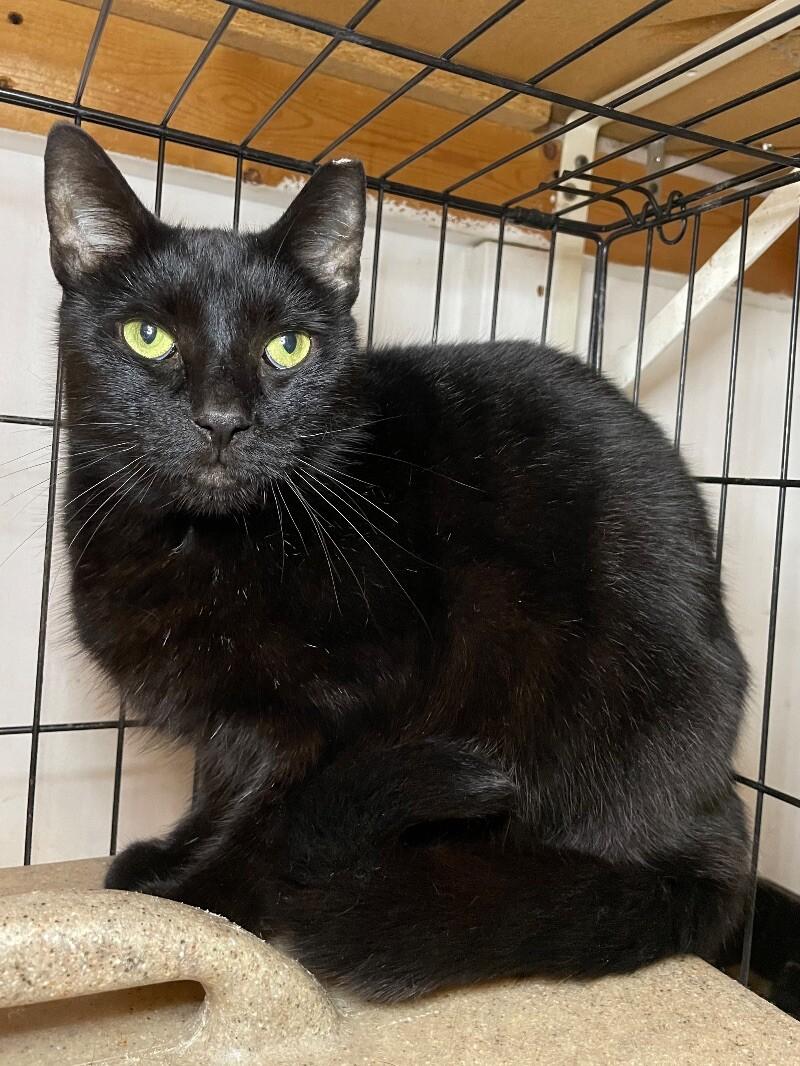 Edgar Allan Paw, a Adoptable Domestic Short Hair in Roanoke, VA image 1/2
