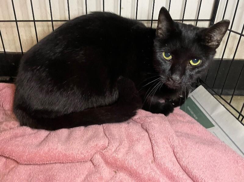 Edgar Allan Paw, a Adoptable Domestic Short Hair in Roanoke, VA image 2/2