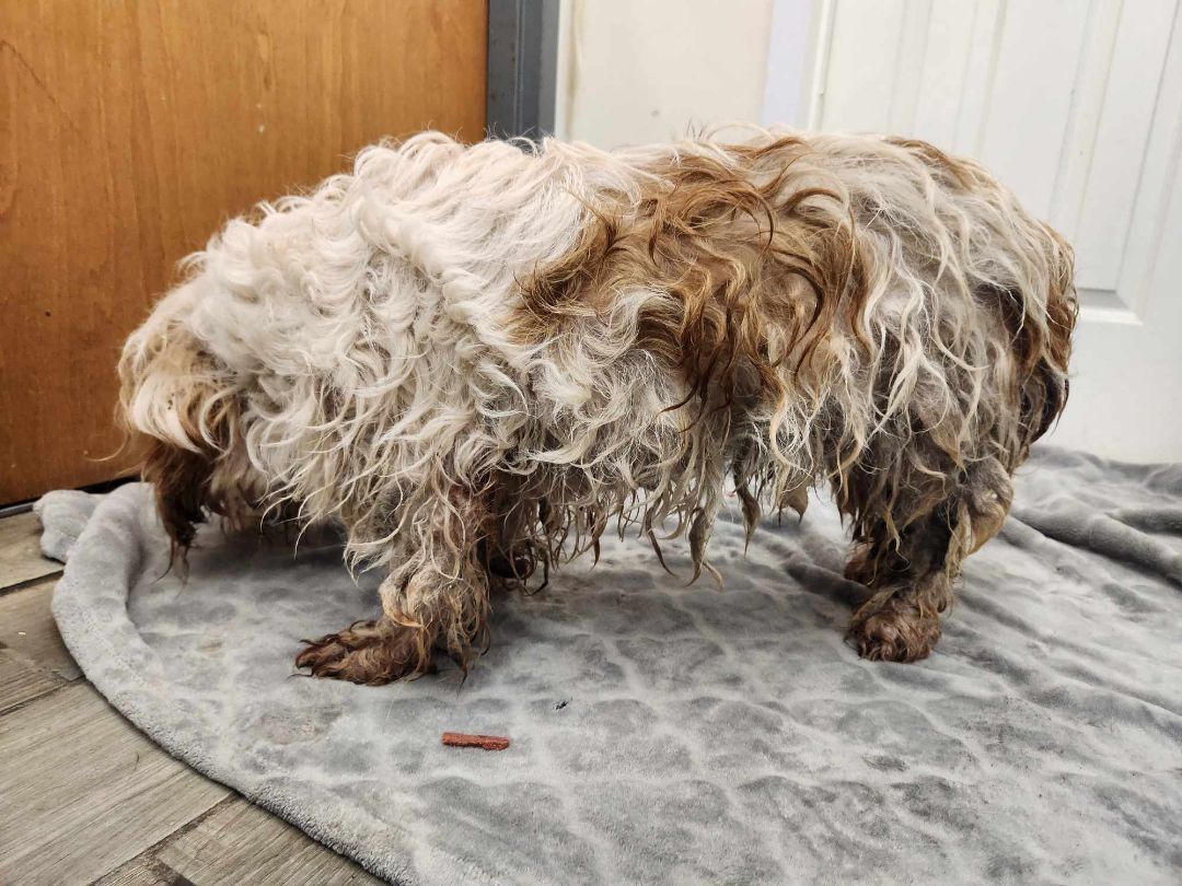 Julius Caesar, a Adopted Petit Basset Griffon Vendeen in Rock Falls, IL image 1/5