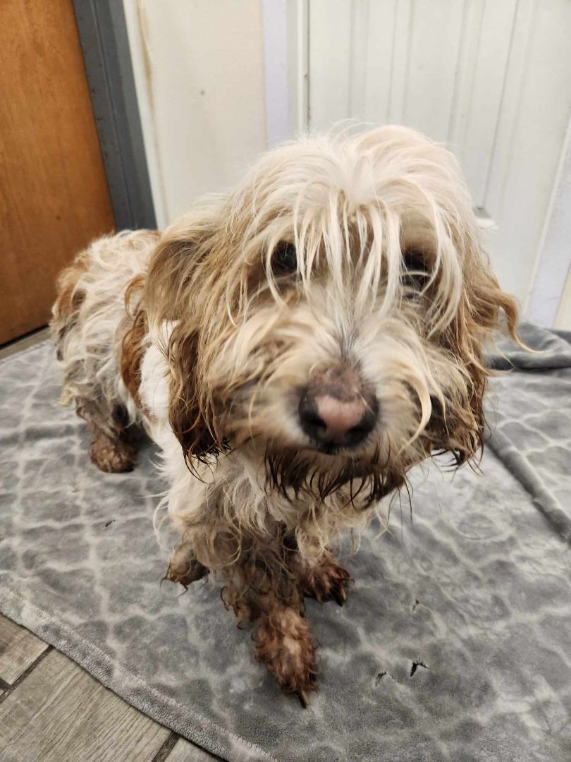 Julius Caesar, a Adopted Petit Basset Griffon Vendeen in Rock Falls, IL image 2/5