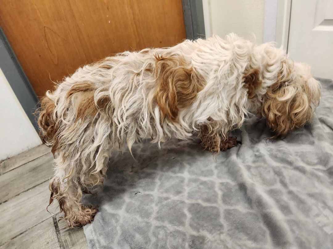 Julius Caesar, a Adopted Petit Basset Griffon Vendeen in Rock Falls, IL image 3/5