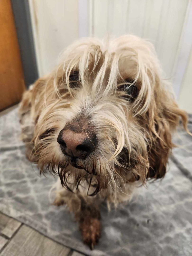 Julius Caesar, a Adopted Petit Basset Griffon Vendeen in Rock Falls, IL image 4/5