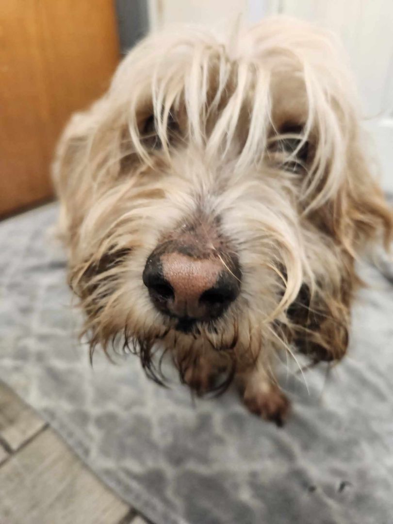 Julius Caesar, a Adopted Petit Basset Griffon Vendeen in Rock Falls, IL image 5/5