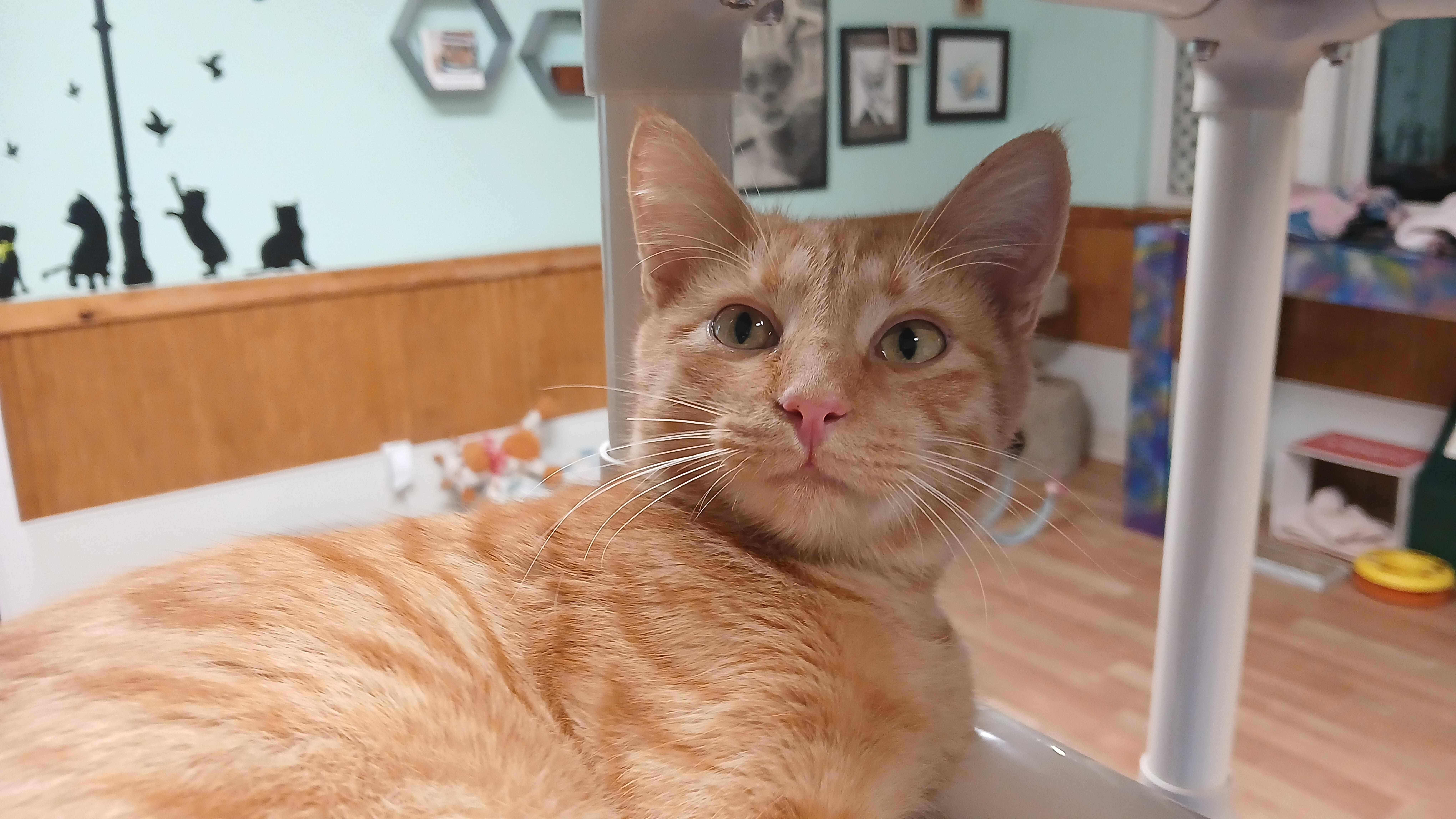 Enlarge Jonathan, a Adoptable Domestic Short Hair in Cullowhee, NC image 2/4
