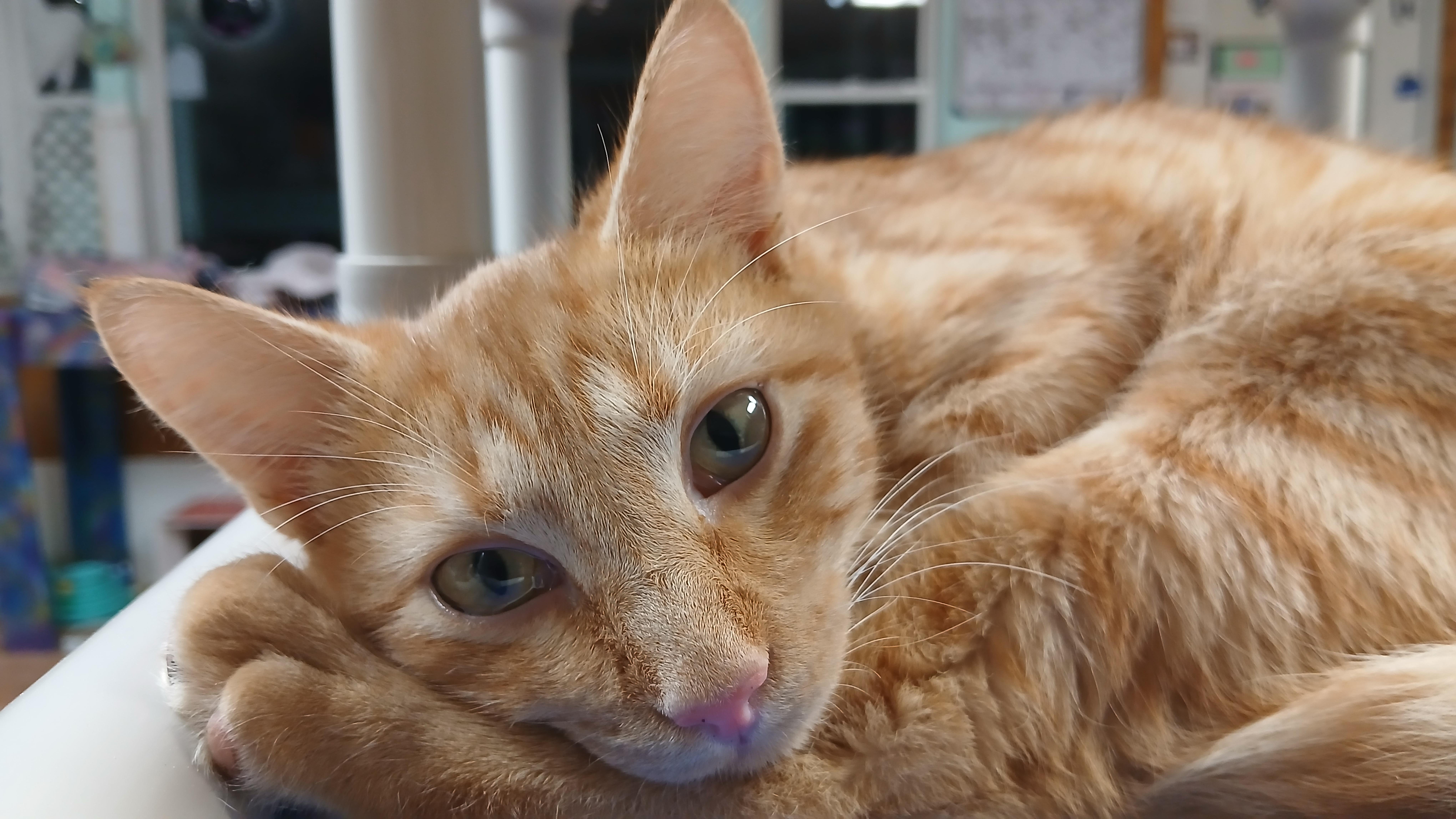 Enlarge Jonathan, a Adoptable Domestic Short Hair in Cullowhee, NC image 4/4