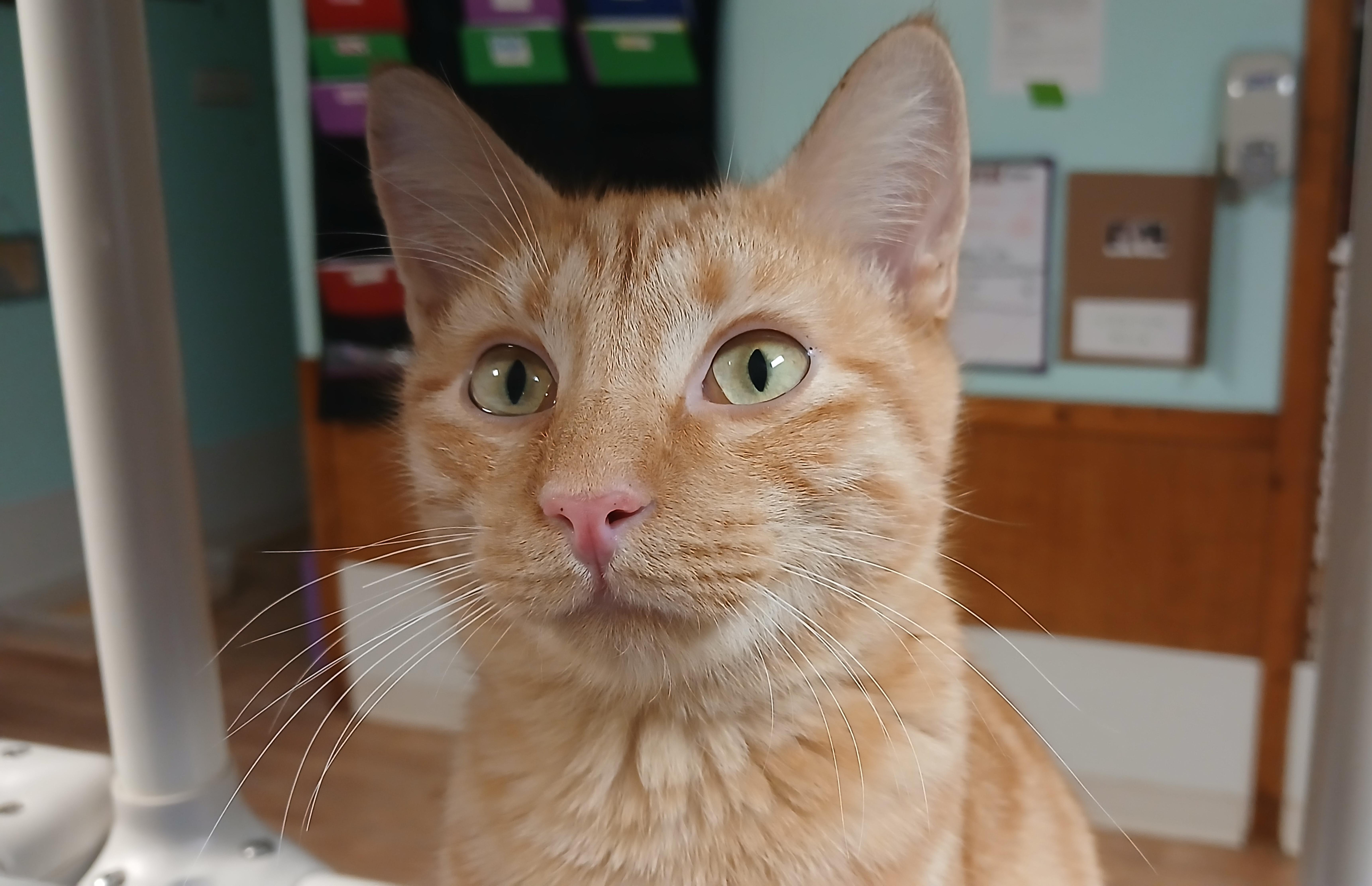 Jonathan, Adoptable, Kitten Male Domestic Short Hair.