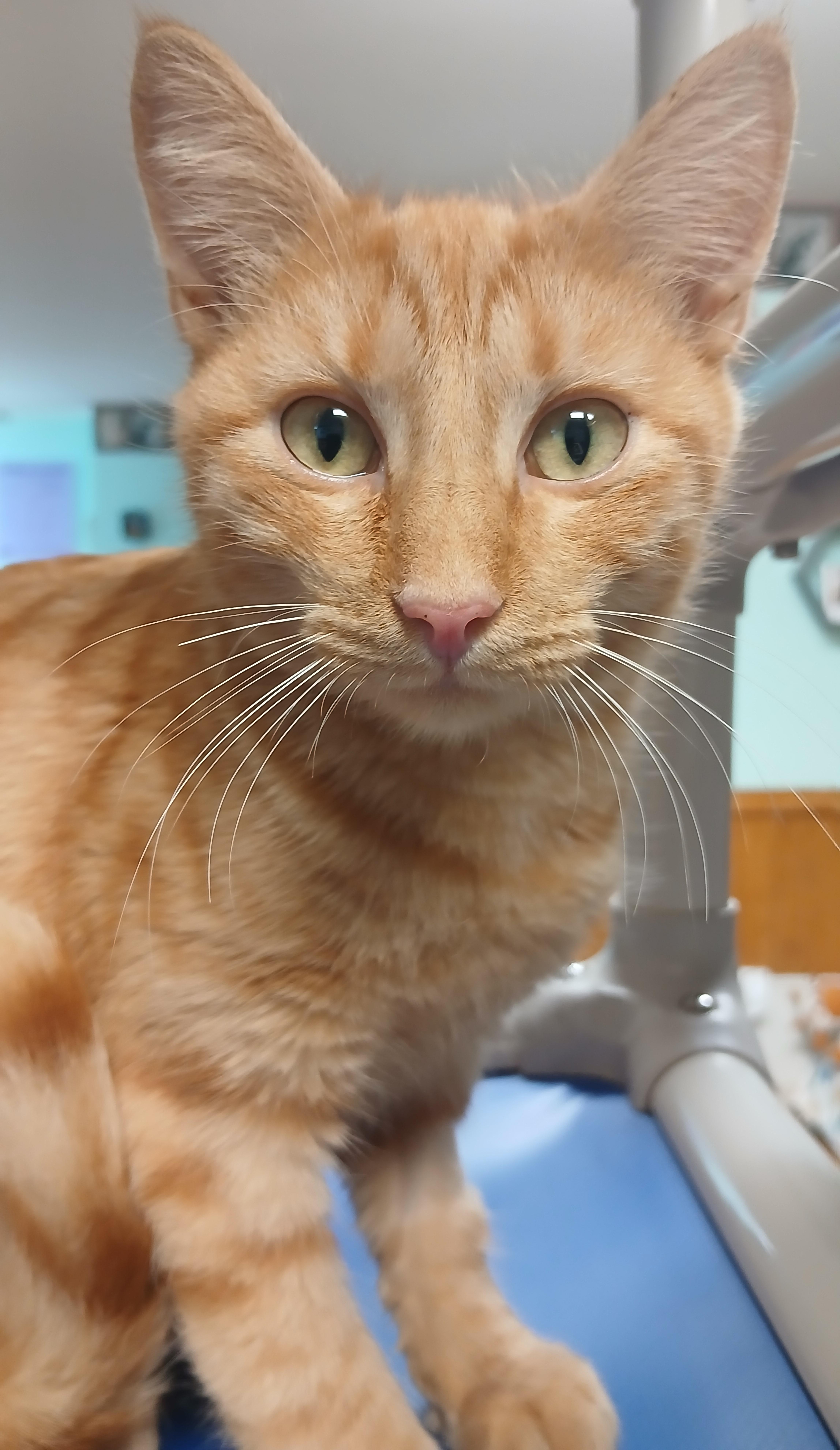 Enlarge Jonathan, a Adoptable Domestic Short Hair in Cullowhee, NC image 3/4