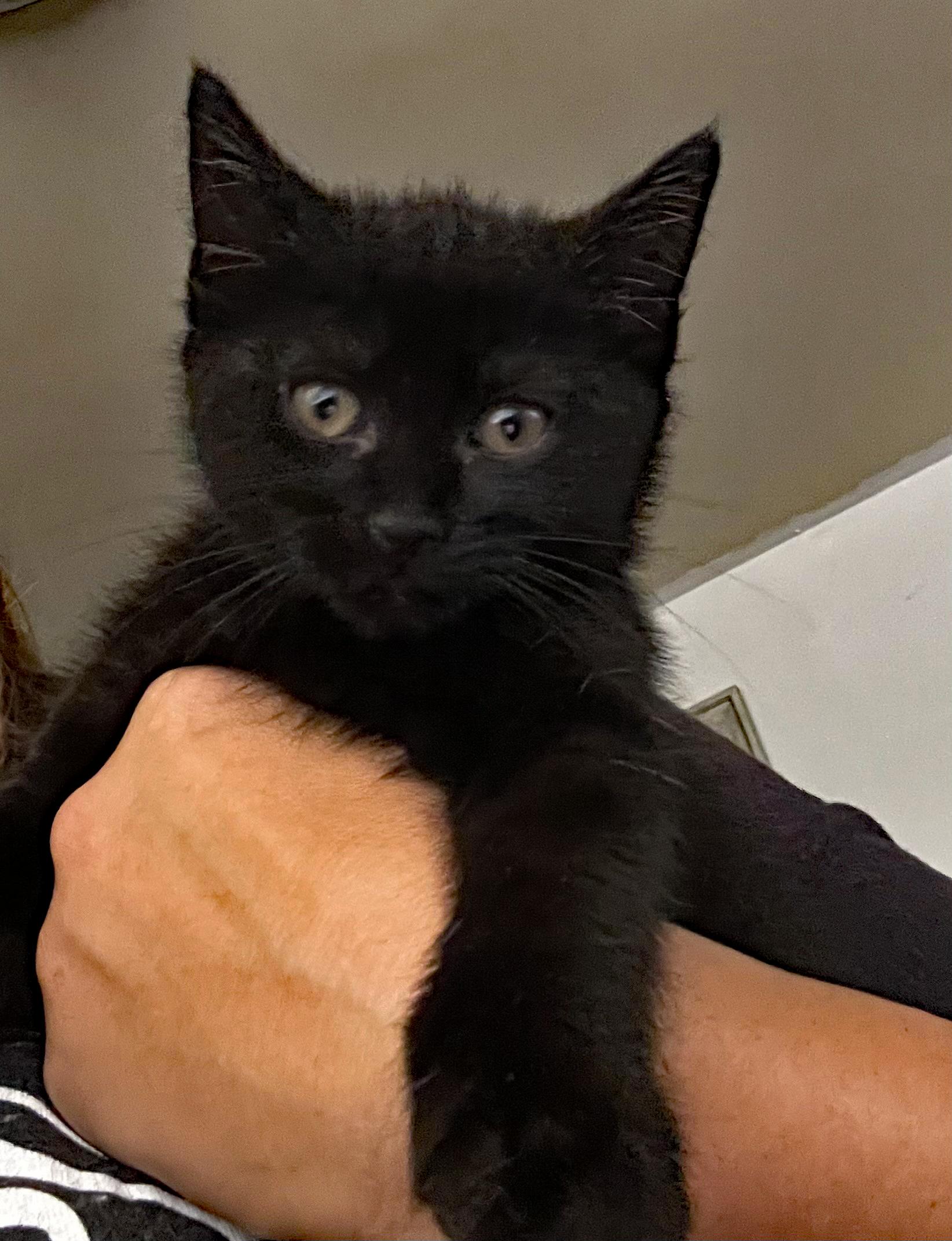 Moon (Community Assist), an adopted Domestic Short Hair in Marion, NC image 1/2