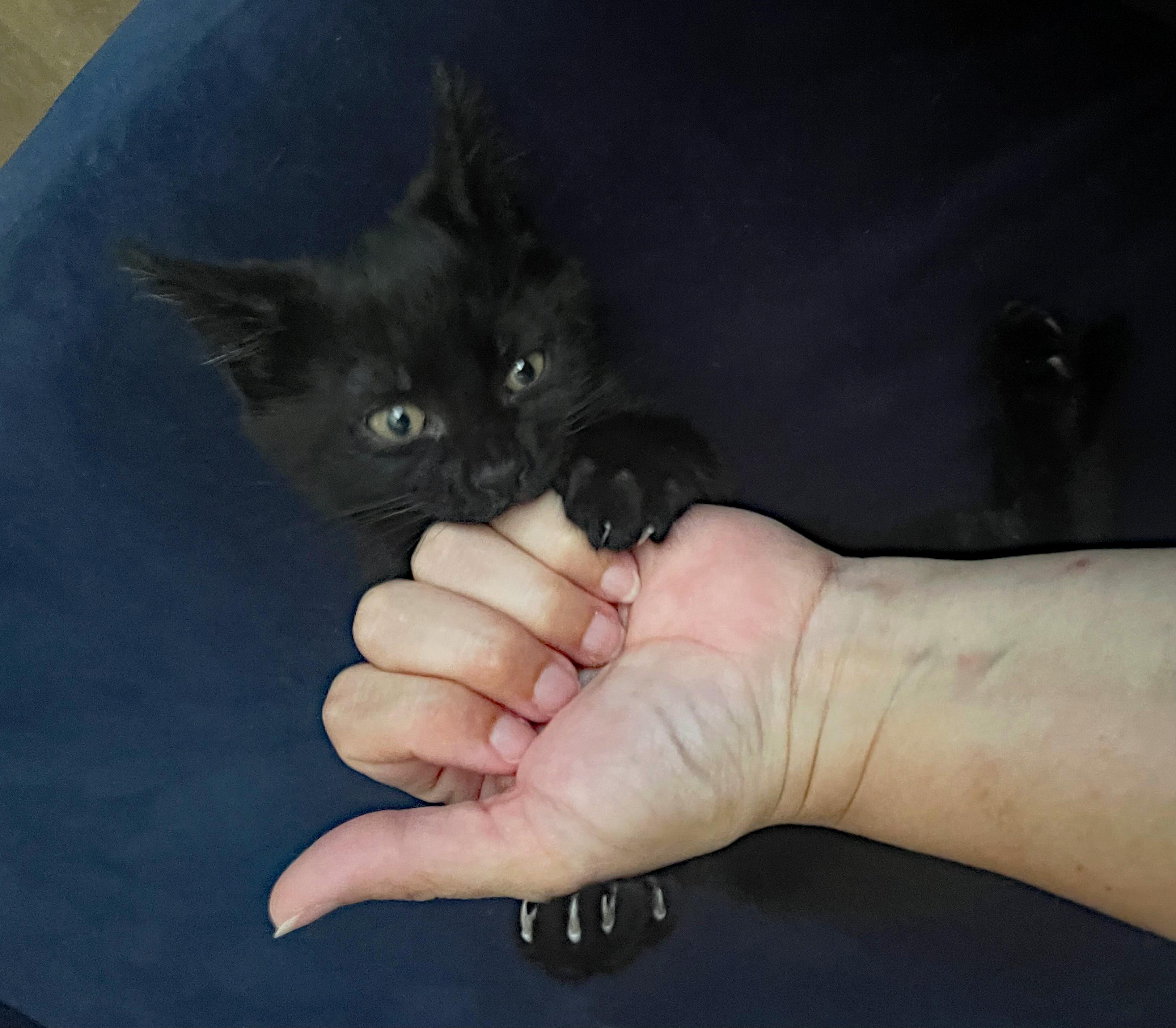 Moon (Community Assist), an adopted Domestic Short Hair in Marion, NC image 2/2