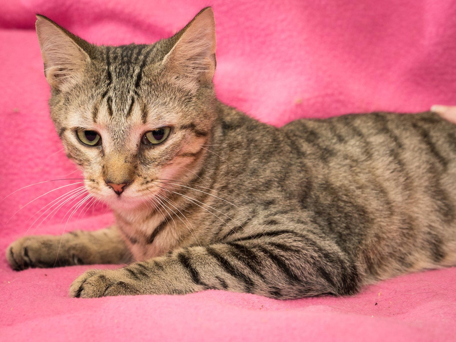 Yeti, Adopted, Young Male Domestic Short Hair.